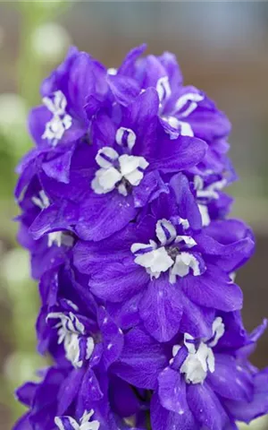 Delphinium Pacific 'Blue Bird'