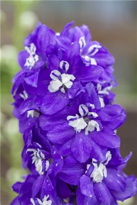 Pacific-Garten-Rittersporn - Delphinium Pacific 'Blue Bird'