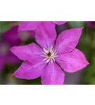 Waldrebe 'Margret Hunt' - Clematis 'Margret Hunt'