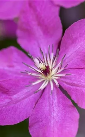 Clematis 'Margret Hunt'