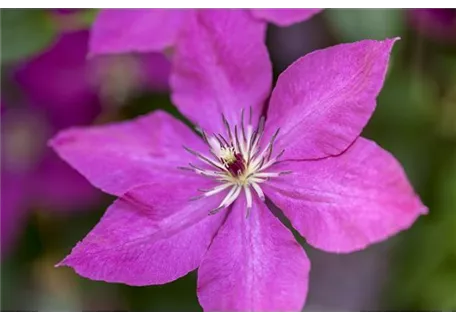 Clematis 'Margret Hunt' - Waldrebe 'Margret Hunt'