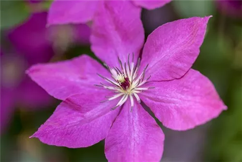 Waldrebe 'Margret Hunt' - Clematis 'Margret Hunt'