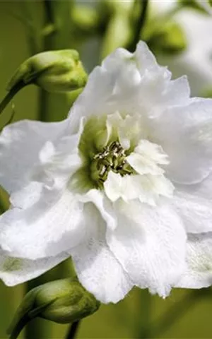 Delphinium Pacific 'Galahad'