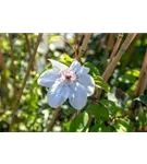 Waldrebe 'Miss Bateman' - Clematis 'Miss Bateman'