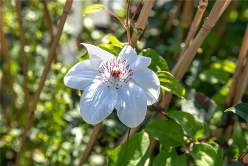 Waldrebe 'Miss Bateman' - Clematis 'Miss Bateman'