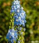 Pacific-Garten-Rittersporn - Delphinium Pacific 'Summer Skies'