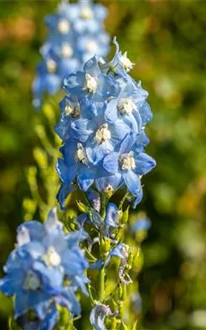 Delphinium Pacific 'Summer Skies'