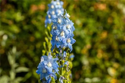 Pacific-Garten-Rittersporn - Delphinium Pacific 'Summer Skies'