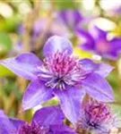 Waldrebe 'Multi Blue' - Clematis 'Multi Blue'