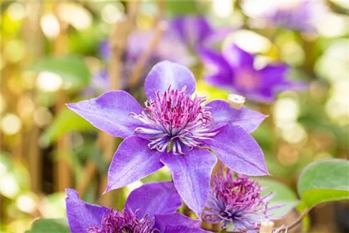 Waldrebe 'Multi Blue' - Clematis 'Multi Blue'