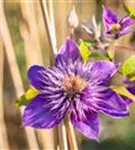 Waldrebe 'Multi Blue' - Clematis 'Multi Blue'