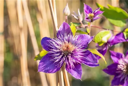 Waldrebe 'Multi Blue' - Clematis 'Multi Blue'