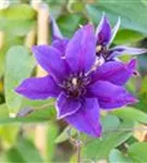 Waldrebe 'Multi Blue' - Clematis 'Multi Blue'