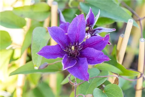 Waldrebe 'Multi Blue' - Clematis 'Multi Blue'