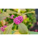 Schönfrucht 'Profusion' - Callicarpa bodinieri 'Profusion'