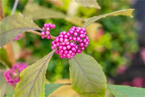 Schönfrucht 'Profusion' - Callicarpa bodinieri 'Profusion'