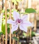 Waldrebe 'Nelly Moser' - Clematis 'Nelly Moser'