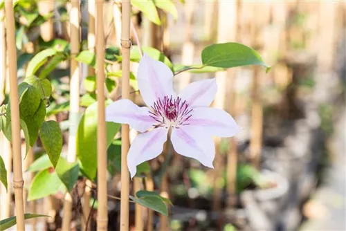 Waldrebe 'Nelly Moser' - Clematis 'Nelly Moser'