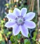 Waldrebe 'Nelly Moser' - Clematis 'Nelly Moser'