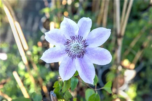 Waldrebe 'Nelly Moser' - Clematis 'Nelly Moser'