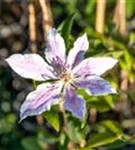 Waldrebe 'Nelly Moser' - Clematis 'Nelly Moser'