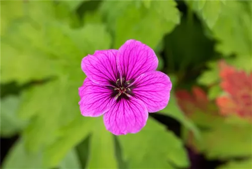 Sumpf-Storchschnabel - Geranium palustre