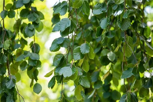 Grüne Hängebuche - Fagus sylvatica 'Pendula'