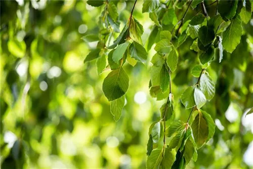 Grüne Hängebuche - Fagus sylvatica 'Pendula'