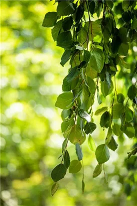 Grüne Hängebuche - Fagus sylvatica 'Pendula'