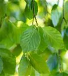 Grüne Hängebuche - Fagus sylvatica 'Pendula'