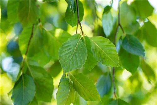 Grüne Hängebuche - Fagus sylvatica 'Pendula'