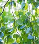 Grüne Hängebuche - Fagus sylvatica 'Pendula'