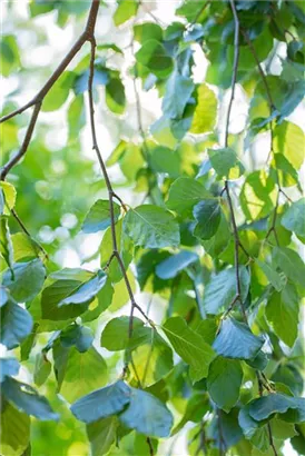 Grüne Hängebuche - Fagus sylvatica 'Pendula'