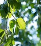 Grüne Hängebuche - Fagus sylvatica 'Pendula'