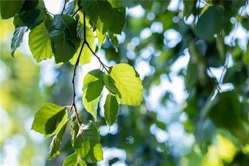 Grüne Hängebuche - Fagus sylvatica 'Pendula'