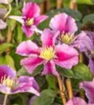 Waldrebe Piilu - Clematis 'Piilu'