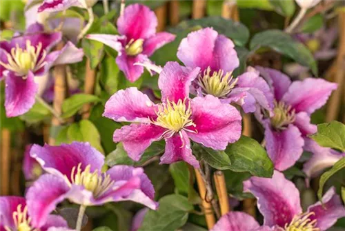 Waldrebe Piilu - Clematis 'Piilu'