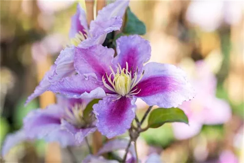 Waldrebe Piilu - Clematis 'Piilu'