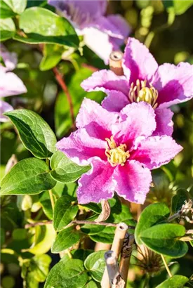 Waldrebe Piilu - Clematis 'Piilu'