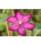 Waldrebe 'Rouge Cardinal' - Clematis 'Rouge Cardinal'