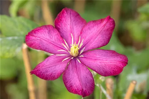 Waldrebe 'Rouge Cardinal' - Clematis 'Rouge Cardinal'