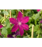 Waldrebe 'Rouge Cardinal' - Clematis 'Rouge Cardinal'