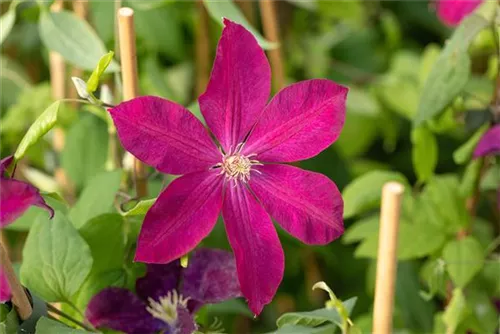 Waldrebe 'Rouge Cardinal' - Clematis 'Rouge Cardinal'