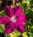 Waldrebe 'Rouge Cardinal' - Clematis 'Rouge Cardinal'