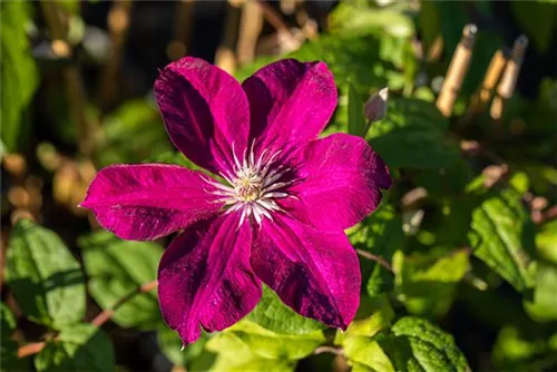 Waldrebe 'Rouge Cardinal' - Clematis 'Rouge Cardinal'