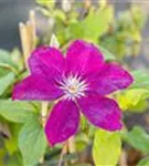 Waldrebe 'Rouge Cardinal' - Clematis 'Rouge Cardinal'