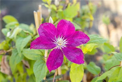 Waldrebe 'Rouge Cardinal' - Clematis 'Rouge Cardinal'