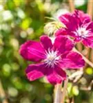 Waldrebe 'Rouge Cardinal' - Clematis 'Rouge Cardinal'