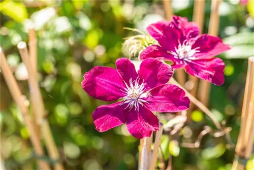 Waldrebe 'Rouge Cardinal' - Clematis 'Rouge Cardinal'