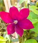 Waldrebe 'Rouge Cardinal' - Clematis 'Rouge Cardinal'